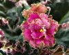 African Violet LF-CORAL DREAM - LF-KORALLOVAYA MECHTA